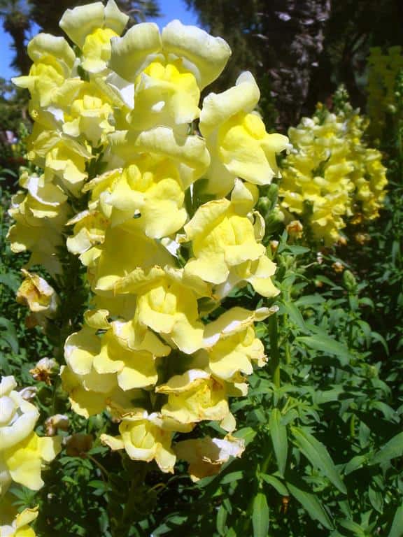 4 flores amarelas de boca de leao PlantaSonya