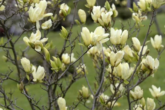 4 flores de magnolia The Spruce