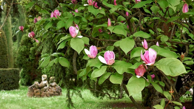 40 magnolia Hello Hello Plants and Garden Supplies