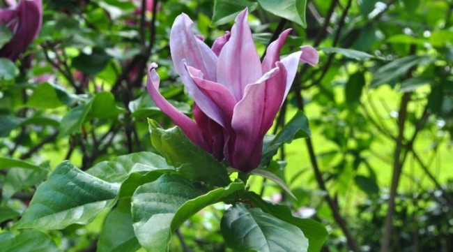 5 cores de flor de magnolia All About Gardening