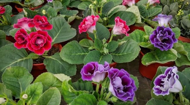 5 cores de gloxinia All About Gardening