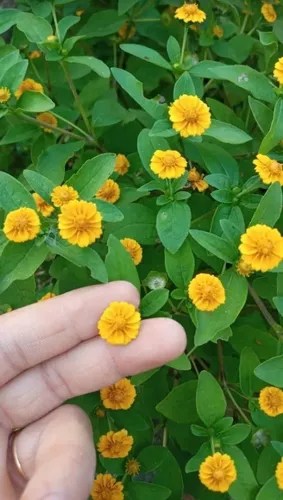 5 especie de flor amarela Pinterest