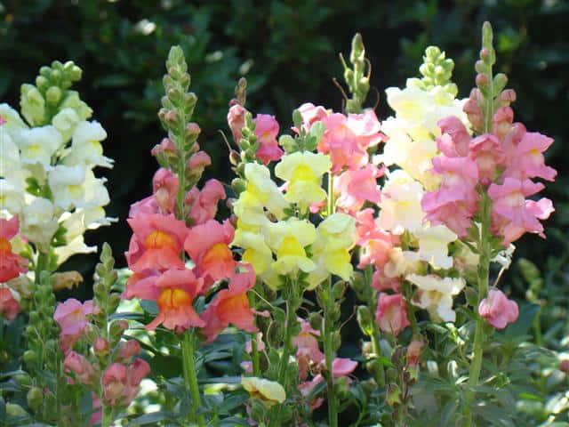 5 flores de boca de leao PlantaSonya