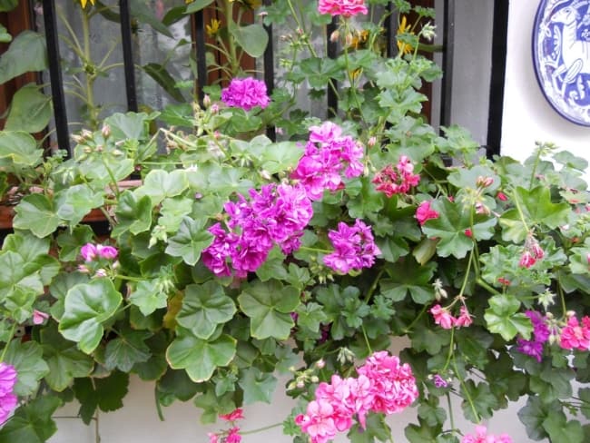 5 flores de geranio pendente Jardineria On