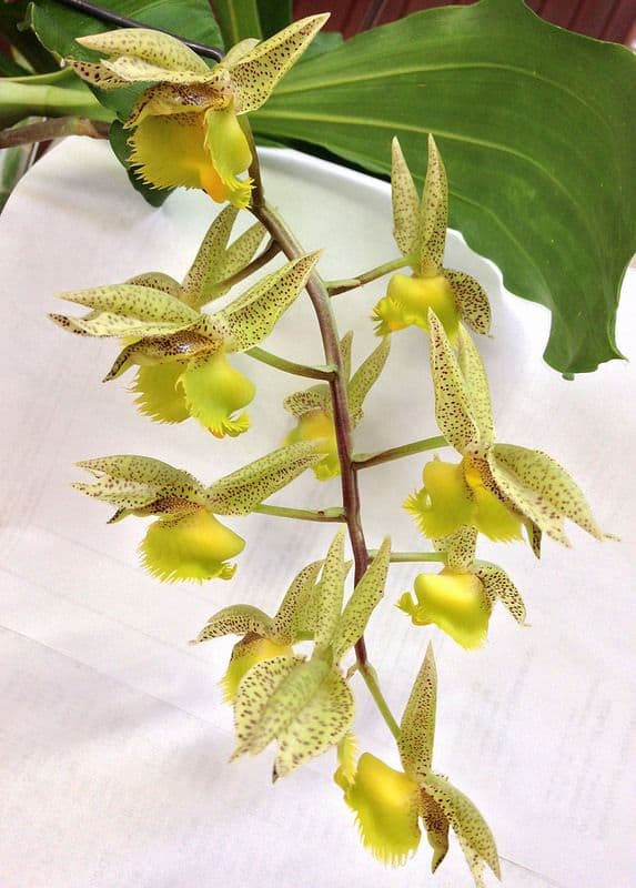 5 flores de orquidea Catasetum fimbriatum Pinterest
