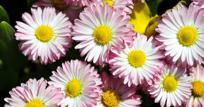 5 flores rosa claro de bobina Gardeners Path