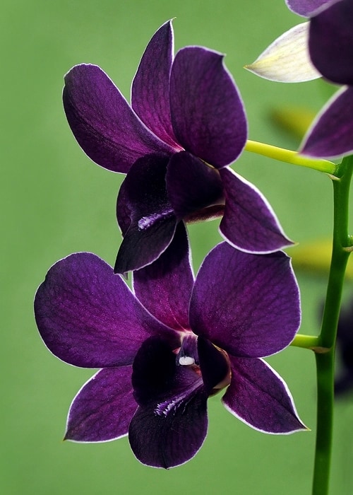 5 orquidea Dendrobium coloracao violeta Cindy Dyers Blog