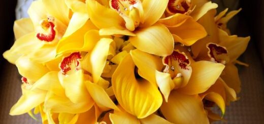 6 buque amarelo de orquideas Pinterest