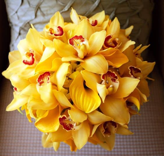 6 buque amarelo de orquideas Pinterest