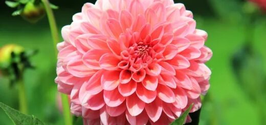 6 flor de dalia rosa claro The Dahlia Expert