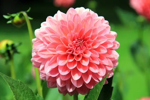 6 flor de dalia rosa claro The Dahlia Expert