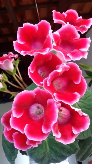 6 flor de gloxinia Wikipedia