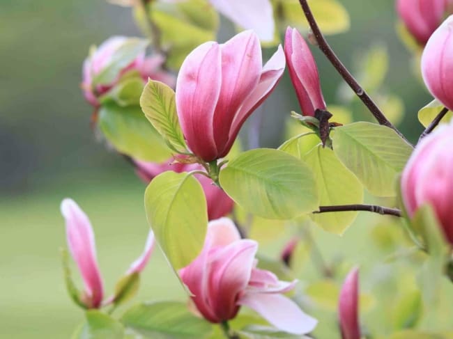 6 flor de magnolia Primrose