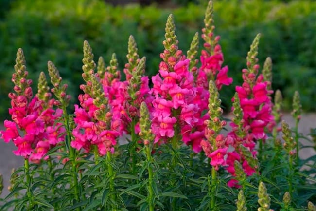 6 flores rosa de boca de leao Gardeners Path
