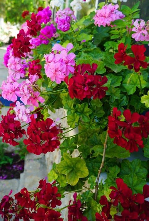 6 geranio pendente com flores Pinterest