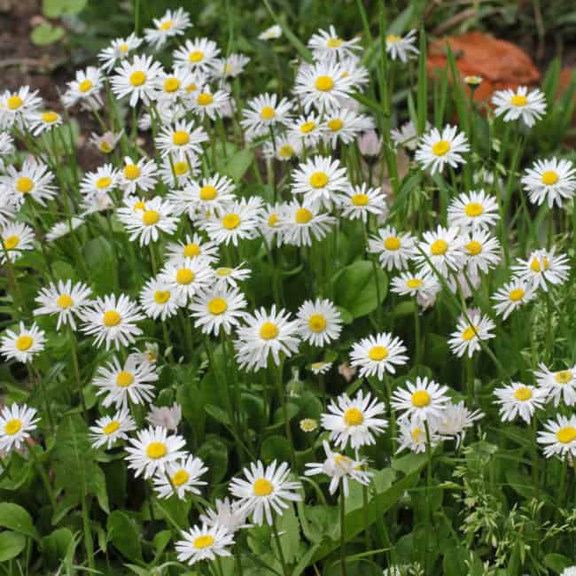 6 jardim com flores brancas de bobina Determinar plantas