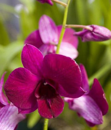 6 orquidea Dendrobium roxo escuro Olomana Orchids