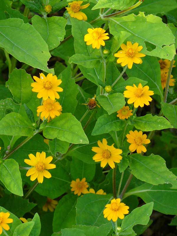6 tipo de flor amarela I Love Flores