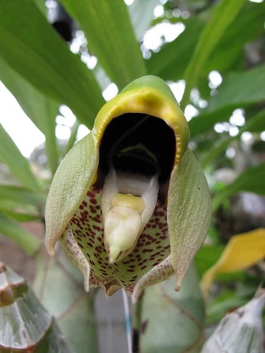 6 tipo de orquidea Catasetum macrocarpum Pinterest