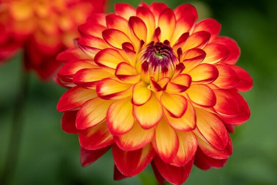 7 cores flor dalia Adobe Stock