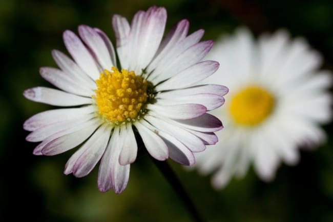 7 flor delicada de bobina Jardineria On