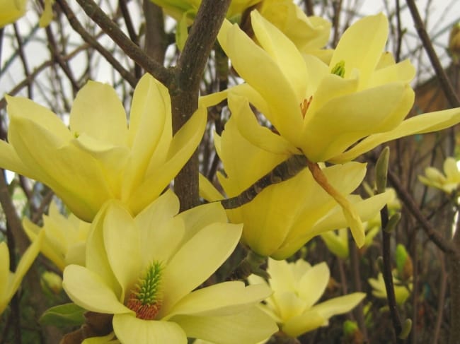 7 flores amarelas de magnolia The Swarthmorean Archives