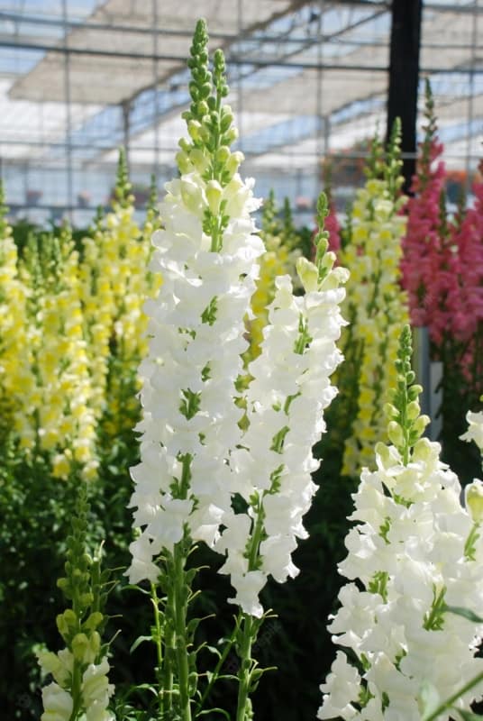 7 flores brancas de boca de leao Freepik