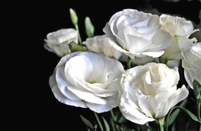 7 flores de lisianto branco Pinterest