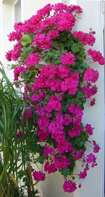 7 geranio pendente com flores rosa Pinterest