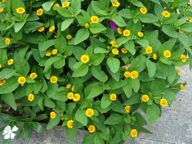 7 planta pequena e de flores amarelas Conhecendo plantas
