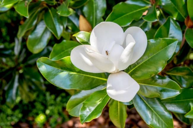 8 flor branca de magnolia The Spruce