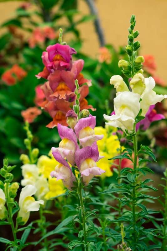8 flores boca de leao Gardeners Path