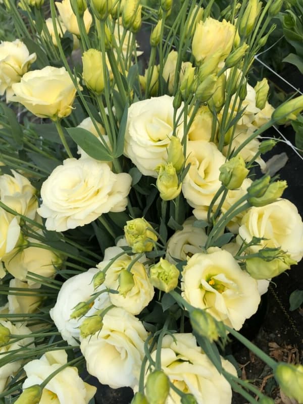 8 flores de lisianto amarelo claro Pinterest