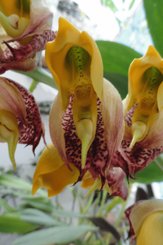 8 flores de orquidea Catasetum macrocarpum Pinterest