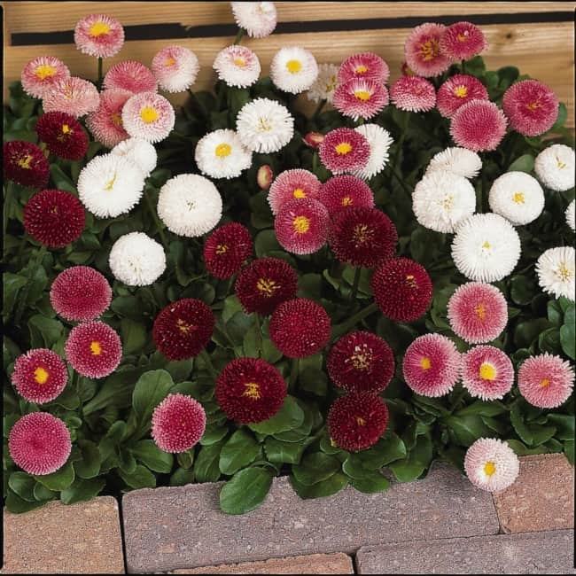 8 flores que parecem pompom Pinterest