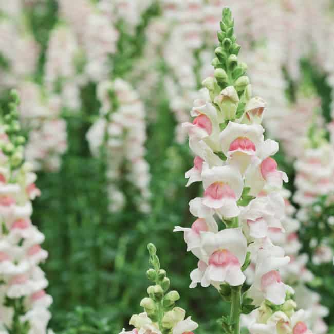 9 flor boca de leao branco e rosa Jora Dahl