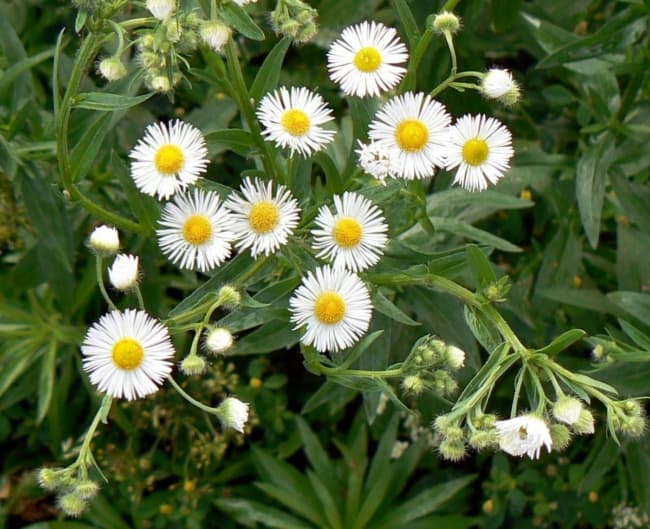 9 flores brancas de bobina Wiktionary