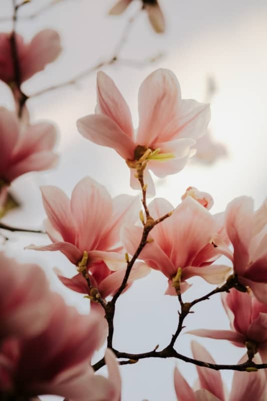 9 flores de magnolia Unsplash