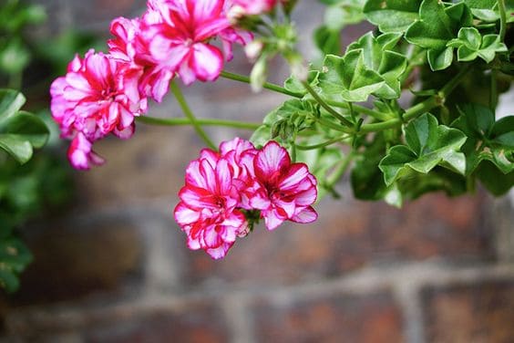 9 geranio com flores mescladas Pinterest