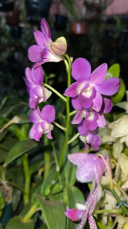9 orquidea com flores roxas Orquidario Flor de Seda