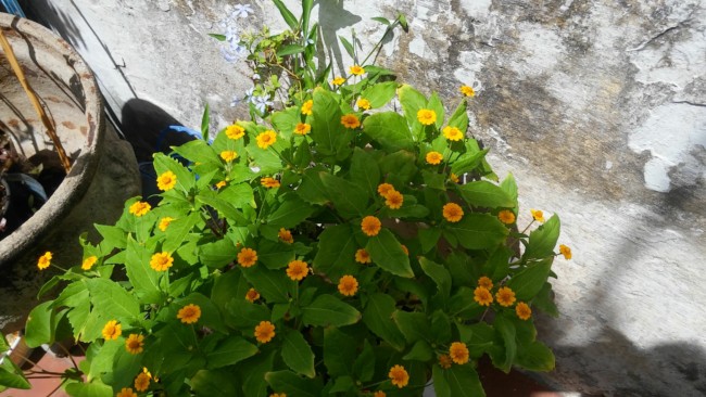 9 planta botao de ouro com flores Pinterest