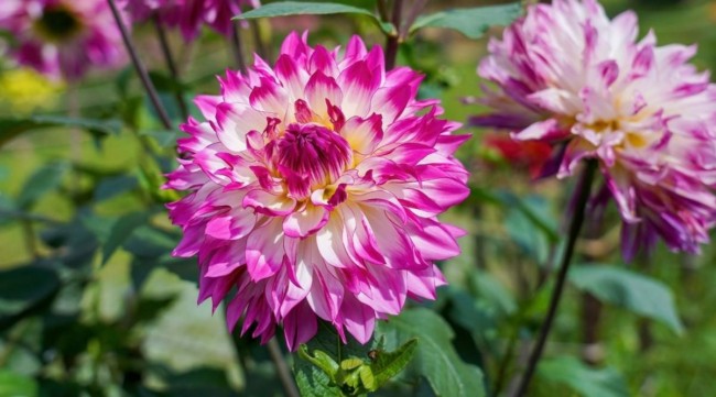 9 tipo de flor dalia All About Gardening