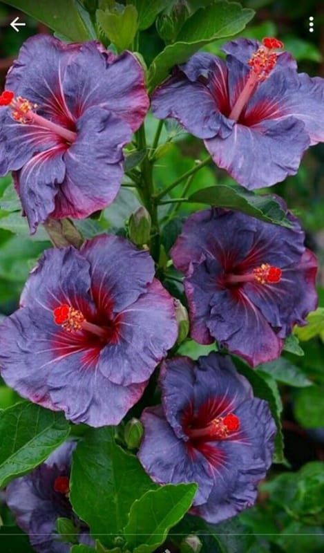 flor de hibisco