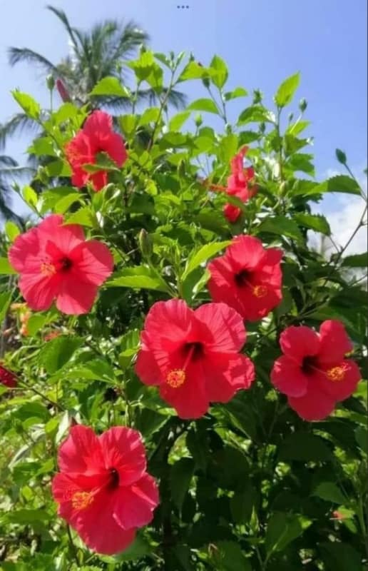 flor de hibisco