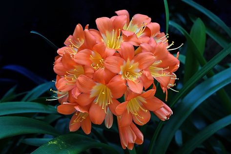 clivia flor laranja