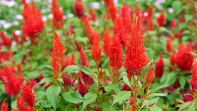 1 flores vermelhas de celosia Pinterest