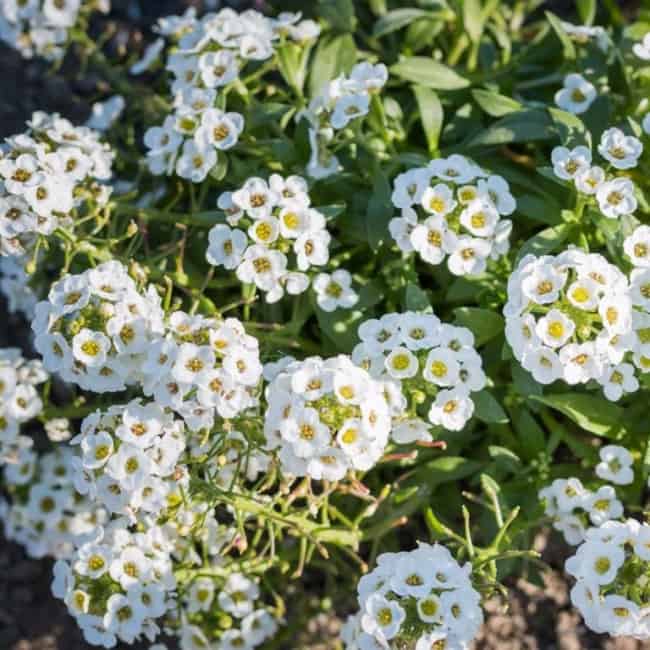 11 flores brancas e delicadas Pinterest