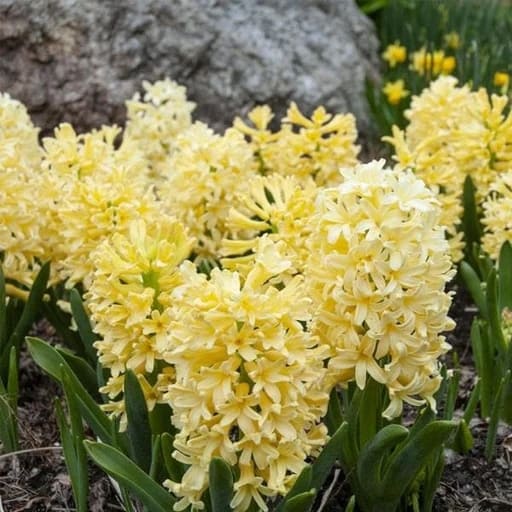 12 flor amarela de Jacinto Nurserylive