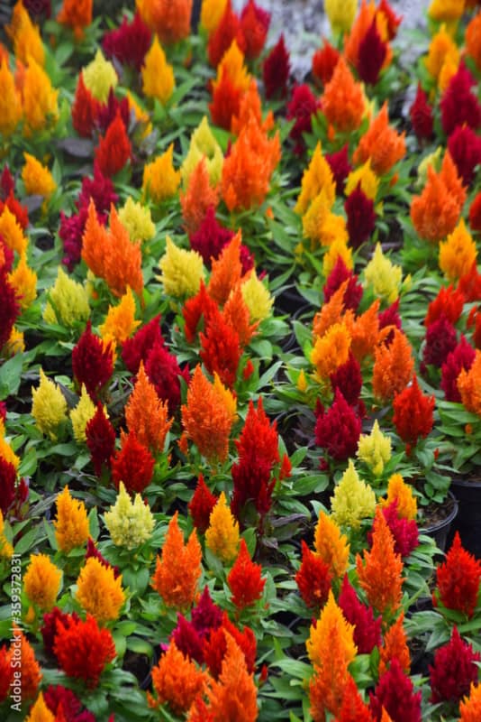13 flores ornamentais e coloridas Adobe Stock