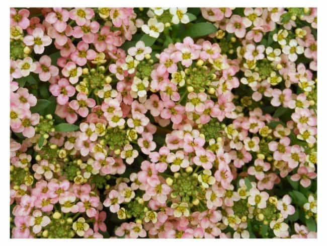 14 flor de mel Awesome Blossom Plants